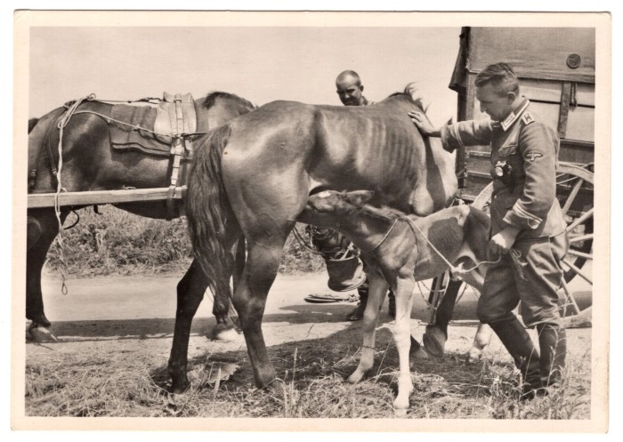 SS Speiss w/ Horses Postcard